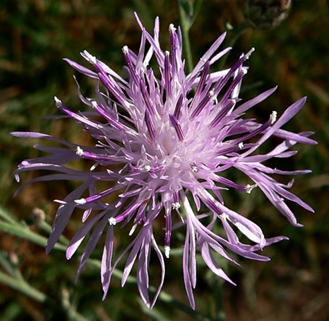 {Centaurea maculosa}